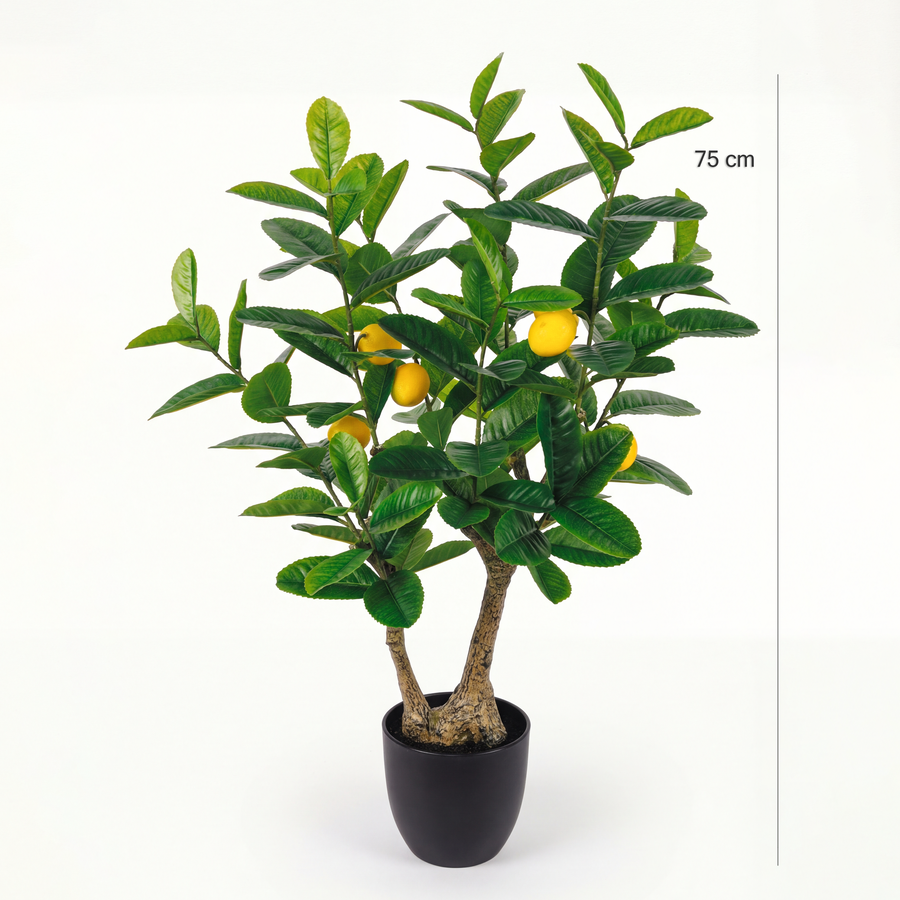 Dimensiuni Lămâi 75 cm