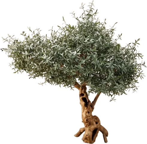 Imperial Olive, 229 cm