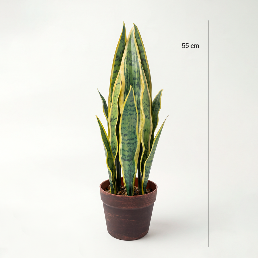 Dimensiuni Sansevieria Laurentii (Limba Soacrei) 55 cm
