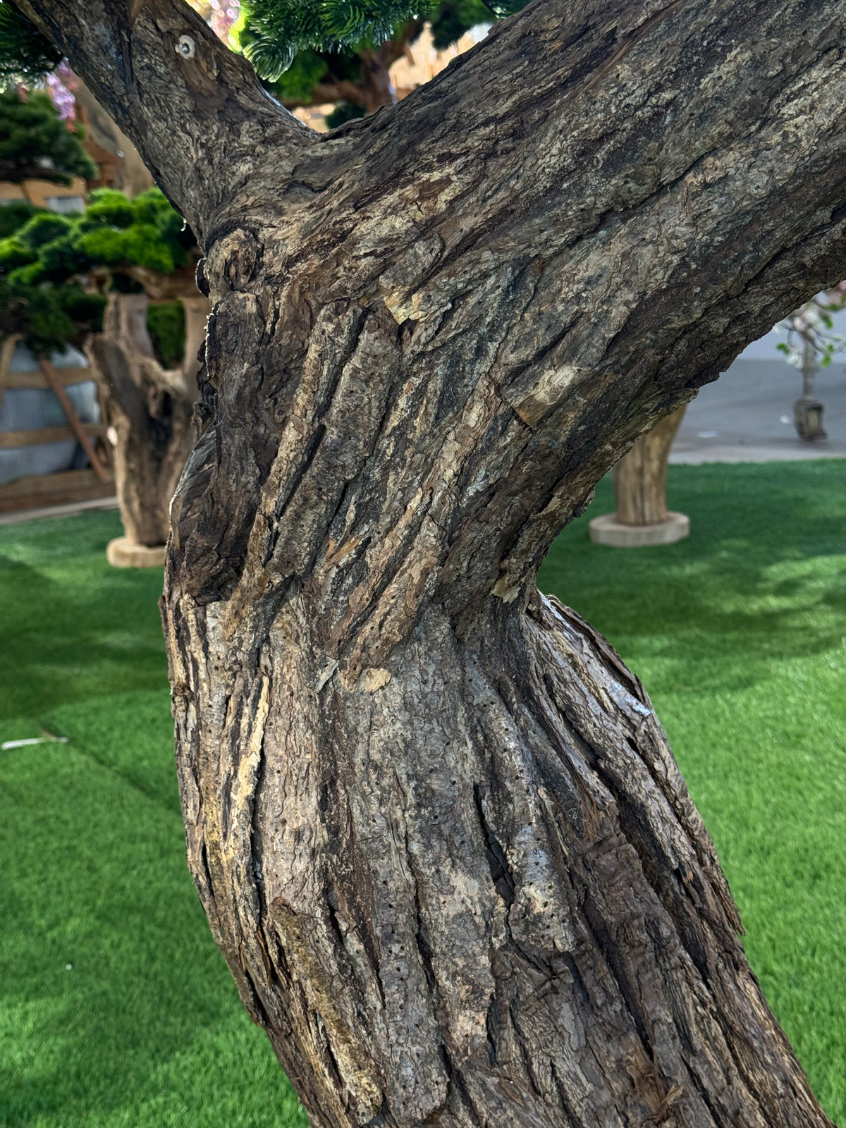 Regent Pine