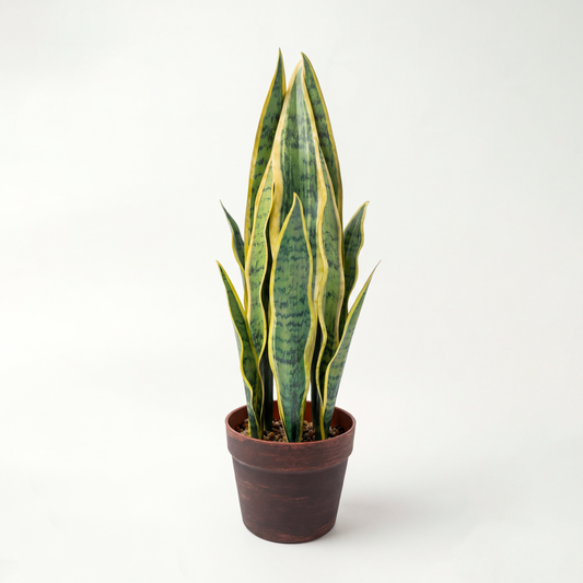 Sansevieria Laurenatii Artificială H55cm • Textură Reală • 12 Frunze