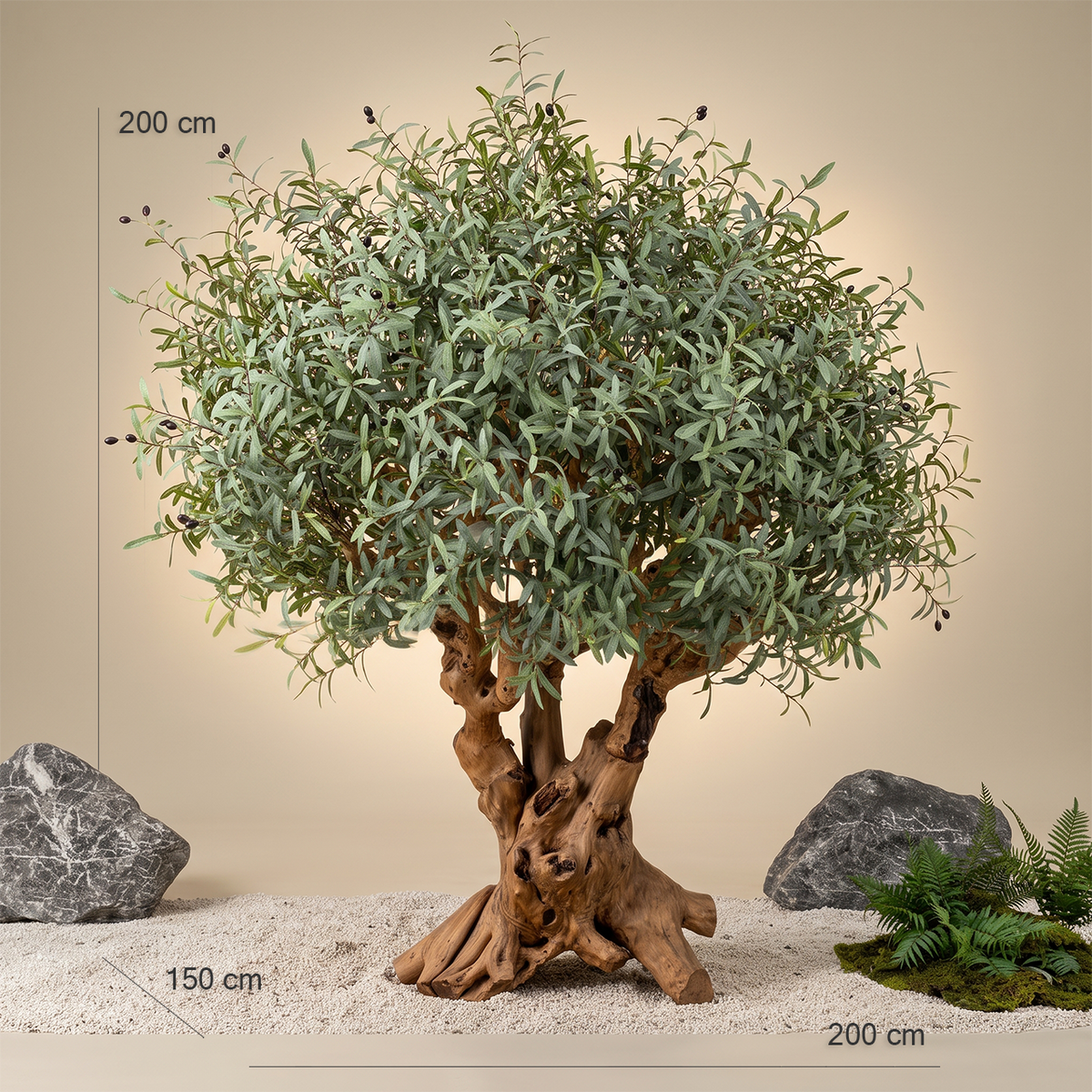 Aurelia Olive