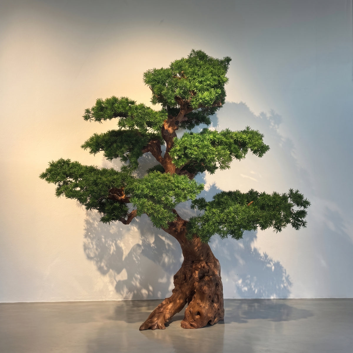 Royal Cedar