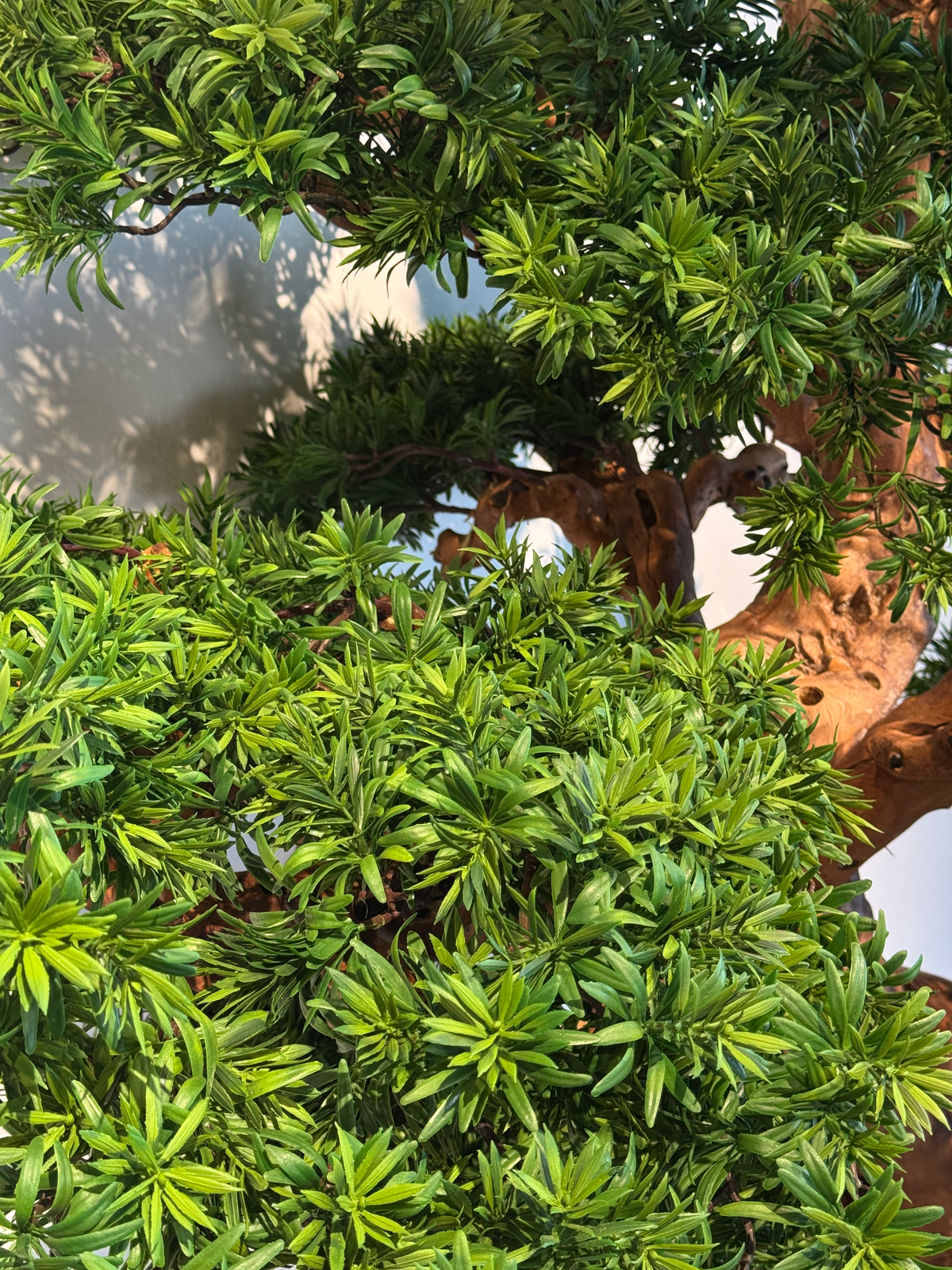 Royal Cedar