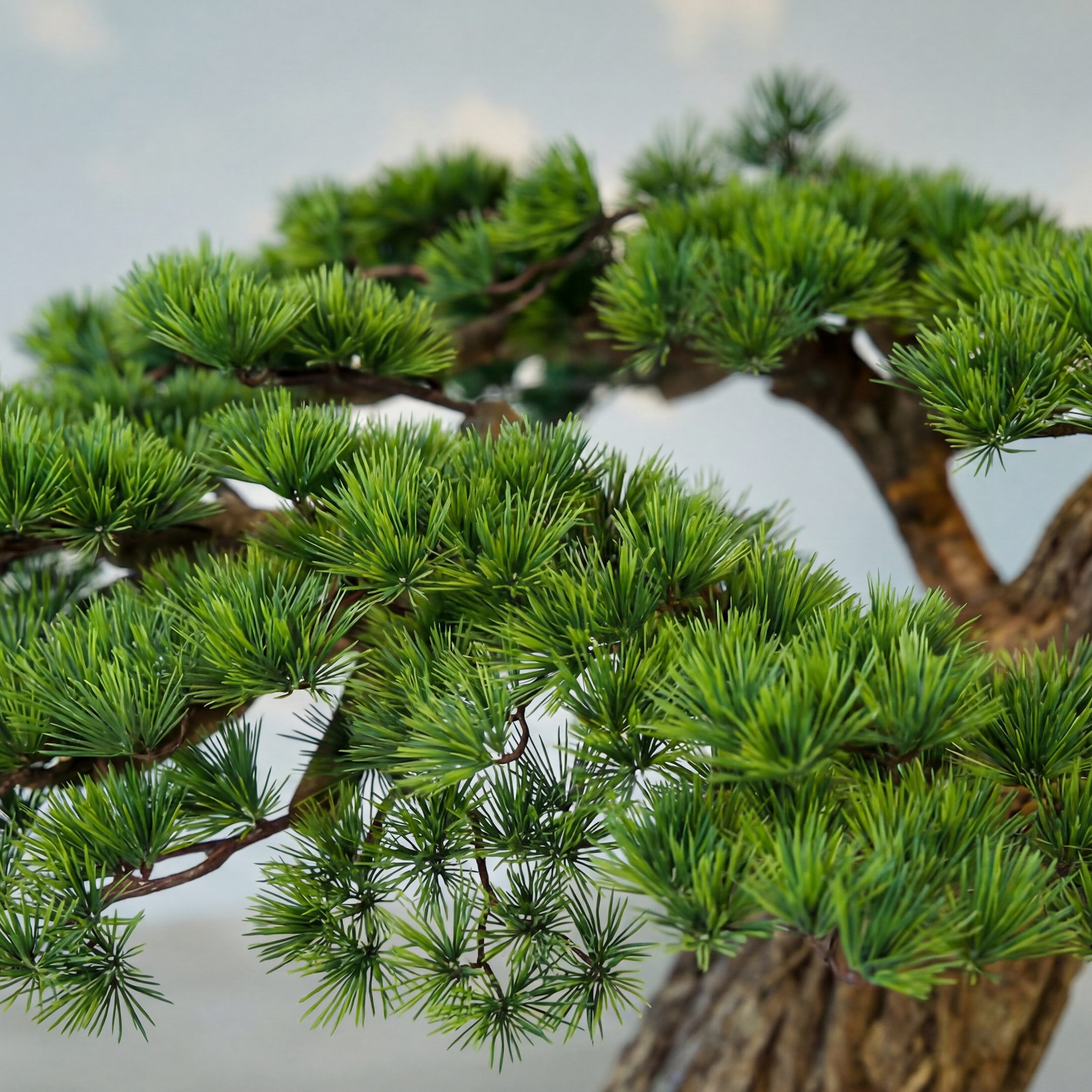 Imperium Pine