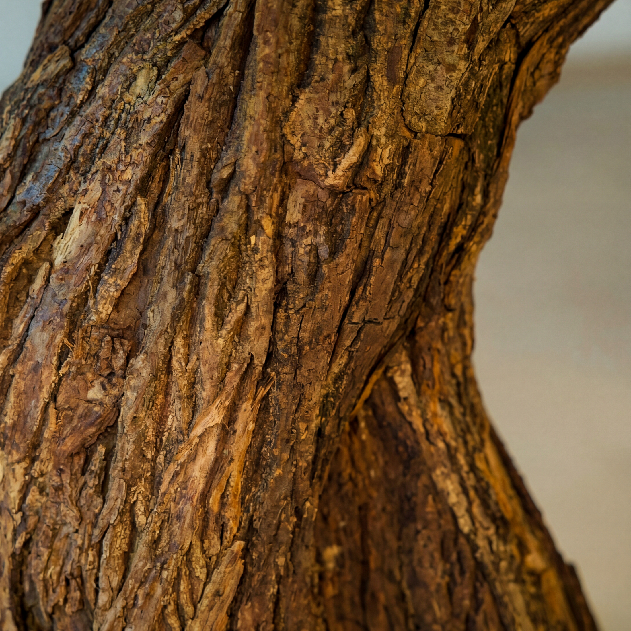 Imperium Pine