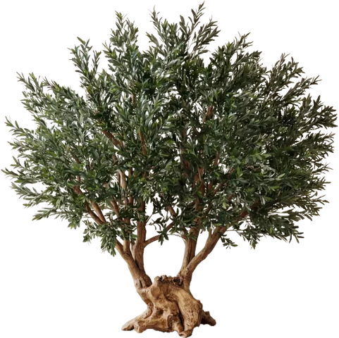 Ancient Olive, 250 cm