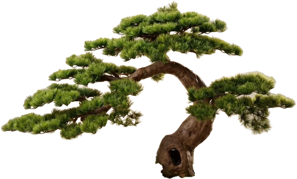 Bonsai Royale, 100 cm