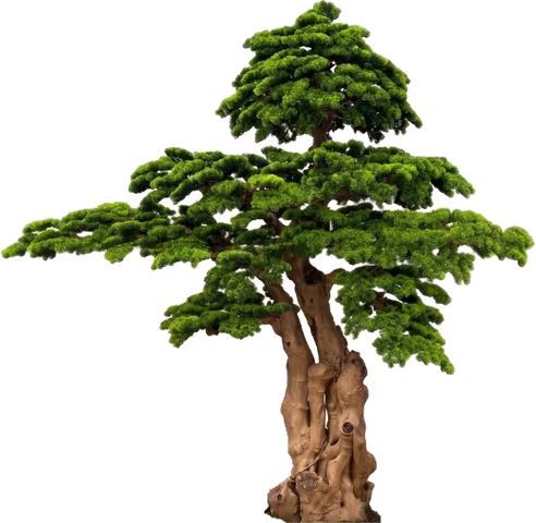 Grand Monarch, 250 cm