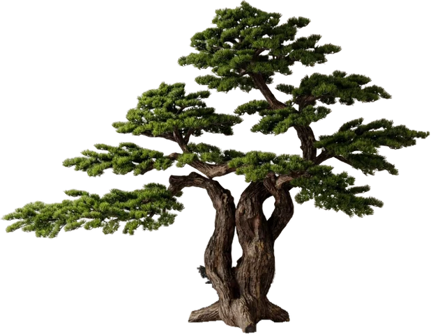 Imperium Pine, 250 cm