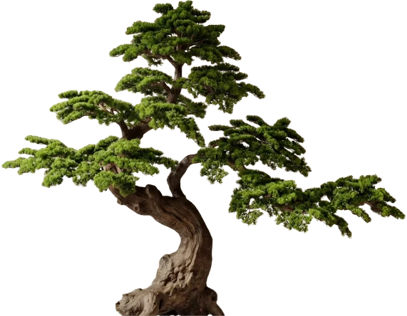 Majesty Pine, 230 cm