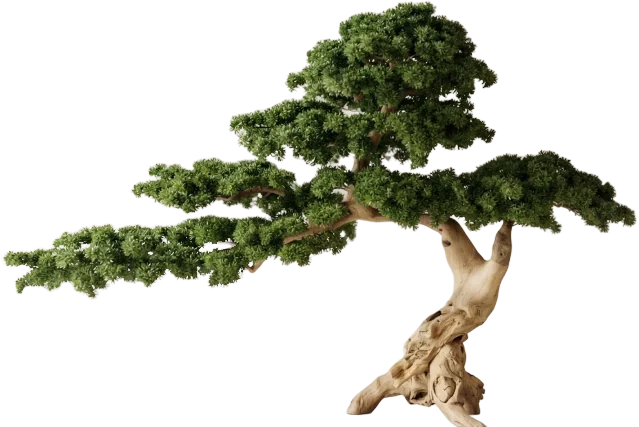 Regalis Pine, 200 cm