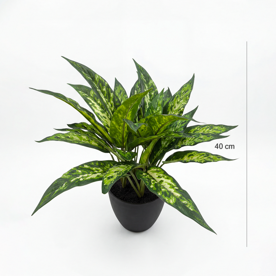 Dimensiuni Dieffenbachia 40 cm