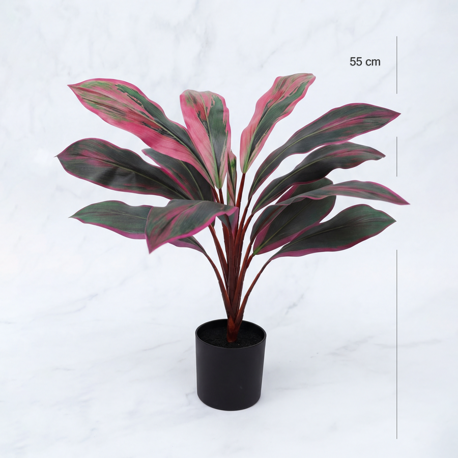 Dimensiuni Dracaena Rubin 55 cm