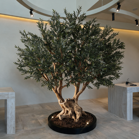 Ancient Olive