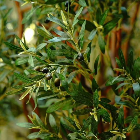 Elaios Olive