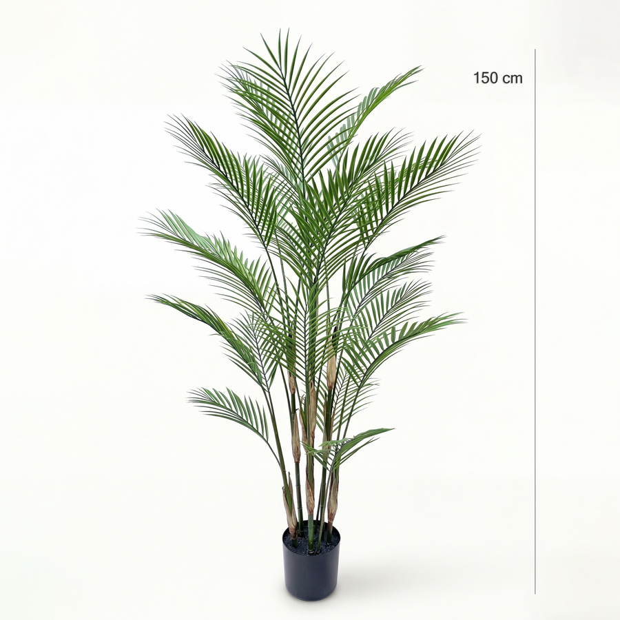 Dimensiuni Palmier 150 cm