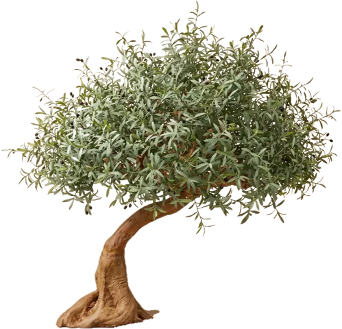 Riviera Olive, 200 cm