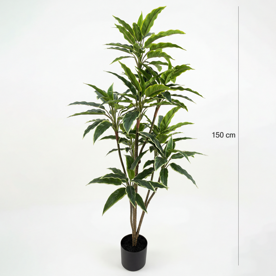 Dimensiuni Rohdea Japonica 150 cm