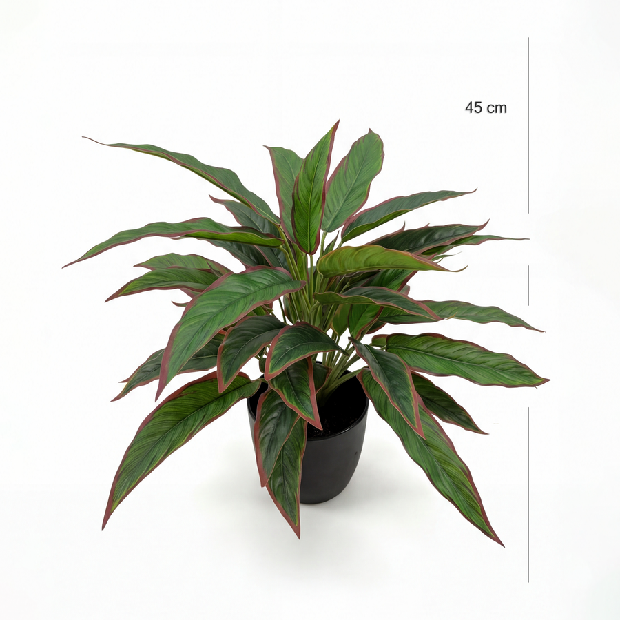 Dimensiuni Rohdea Ruby 45 cm
