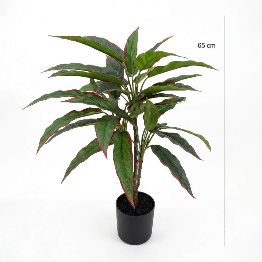 Dimensiuni Rohdea Ruby 65 cm