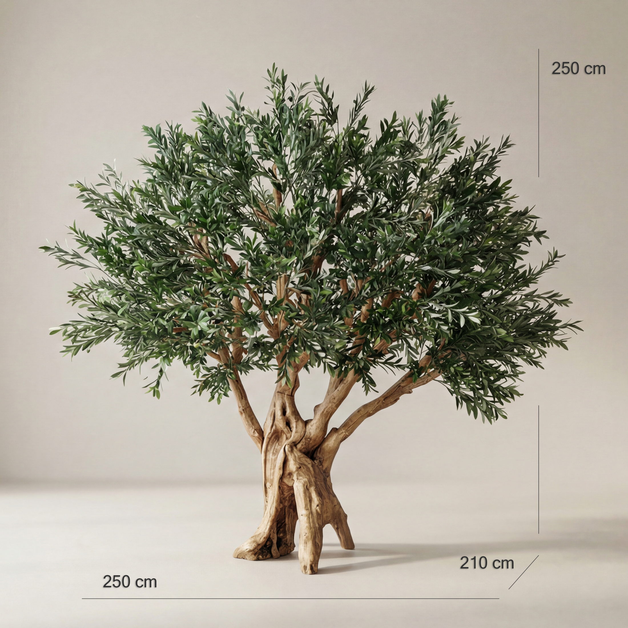 Elaios Olive