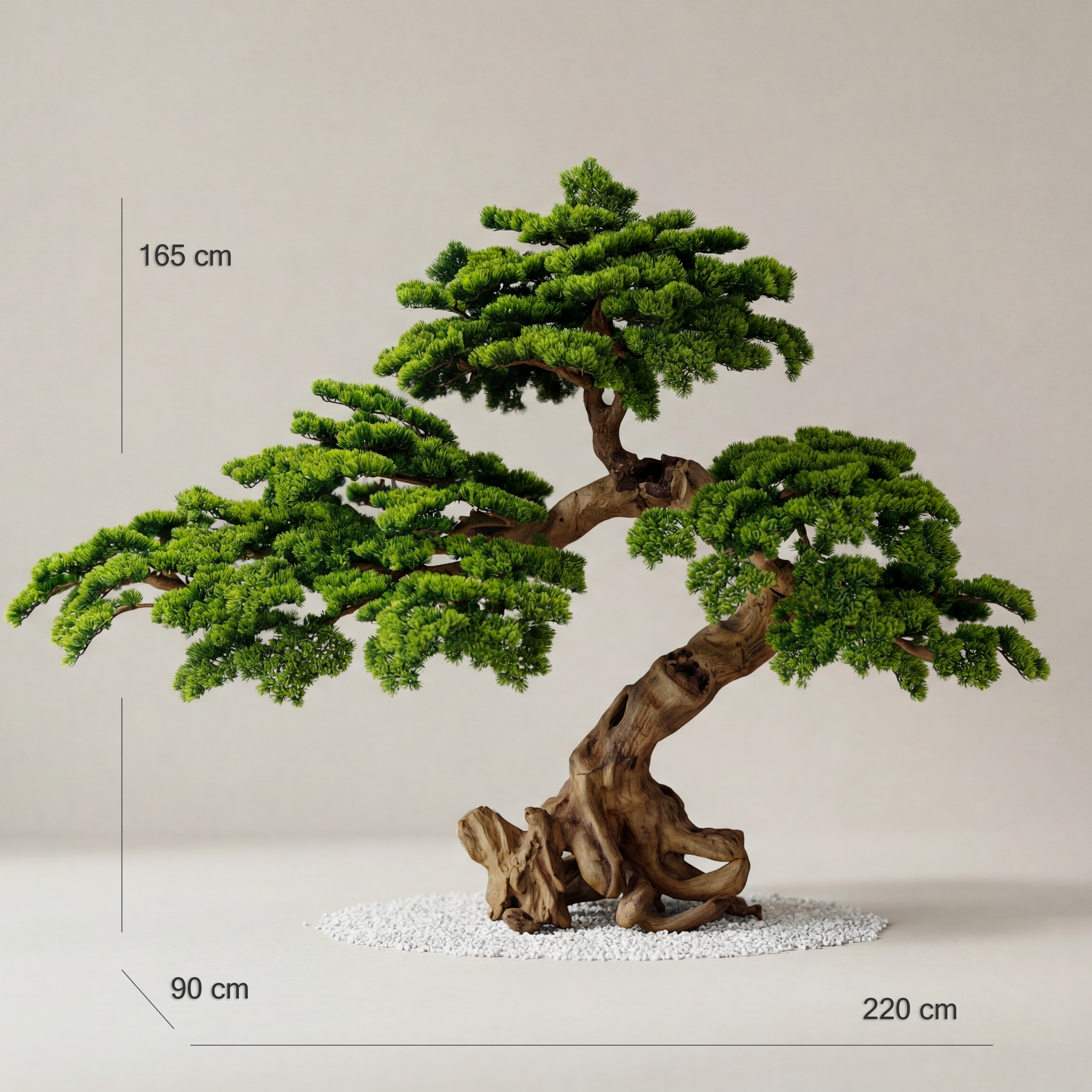 Crown Monarch