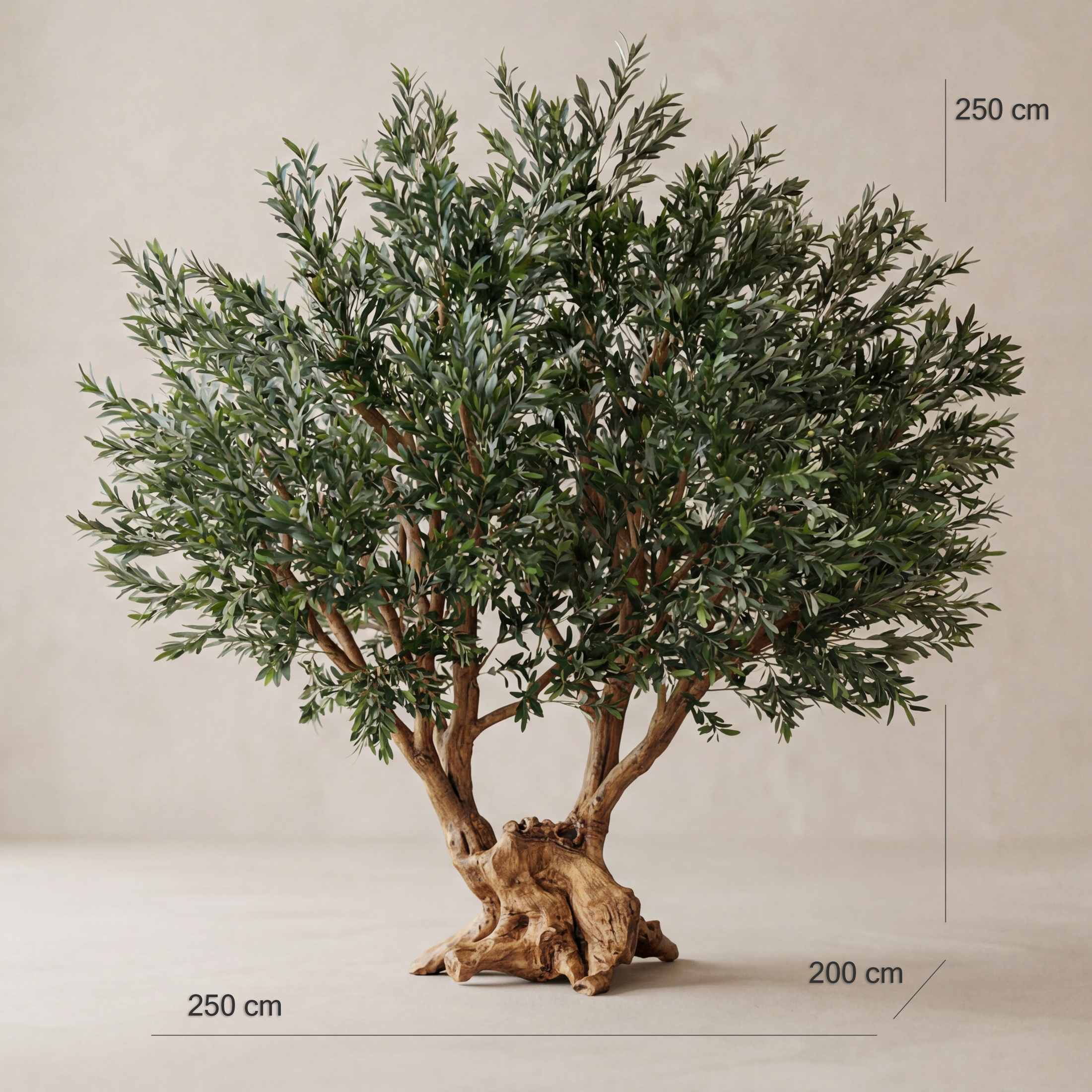 Ancient Olive